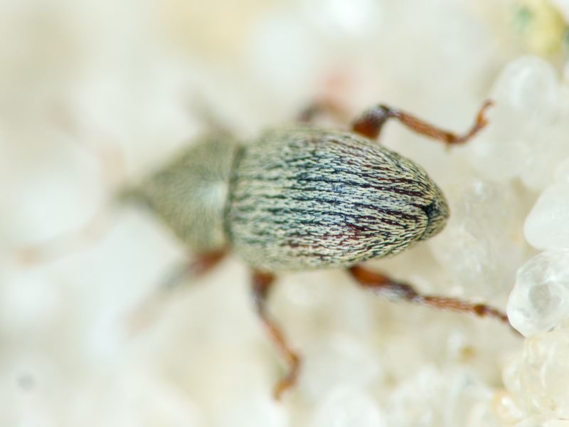 Tychius sharpi Tournier, 1873